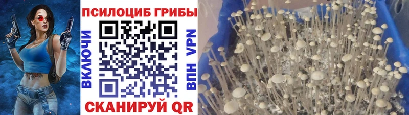 Галлюциногенные грибы Psilocybe Белоусово