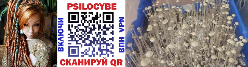 Псилоцибиновые грибы Psilocybine cubensis Белоусово